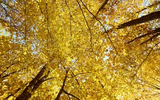 Картинка осень, небо, autumn, tree, leaves, осенние, yellow, деревья, листья