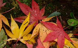 Картинка осень, листья, клен, colorful, осенние, leaves, maple, autumn