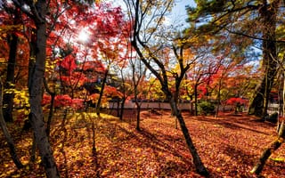 Картинка осень, лес, tree, fall, forest, landscape, leaves, деревья, park, листья, парк, colorful, autumn