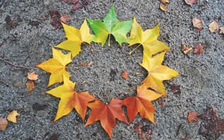 Картинка осень, листья, colorful, клен, осенние, leaves, maple, autumn