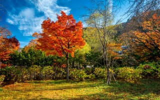 Обои осень, лес, landscape, autumn, tree, colorful, forest, деревья, fall, парк, leaves, листья, park