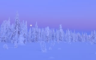Картинка Snow, trees, winter, Финляндия, Northern Ostrobothnia, деревья, moon, снег, night, Oulu Province, Kuusamo, лес, луна, Finland, ночь, зима, forest