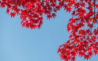 Картинка осень, небо, autumn, клен, colorful, leaves, листья, red