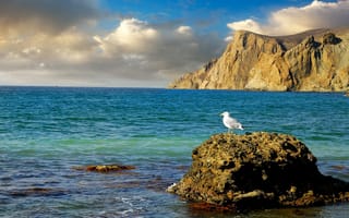 Картинка море, берег, скалы, камни, Крым, чайка