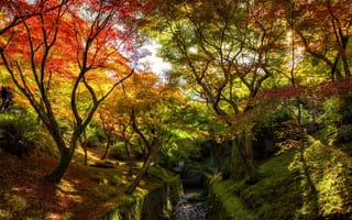 Картинка осень, лес, autumn, tree, деревья, park, fall, landscape, leaves, листья, colorful, forest, 