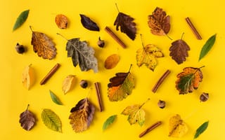 Картинка осень, yellow, autumn, корица, colorful, осенние, leaves, листья