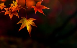 Картинка осень, листья, autumn, leaves, colorful, клен, maple, осенние