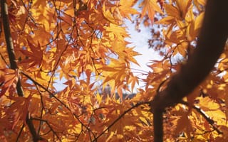 Картинка осень, листья, autumn, maple, осенние, leaves, клен, colorful