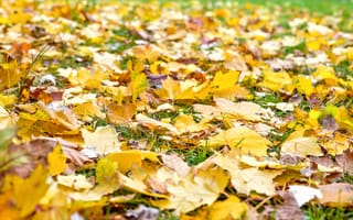 Картинка осень, трава, клен, autumn, yellow, colorful, листья, leaves