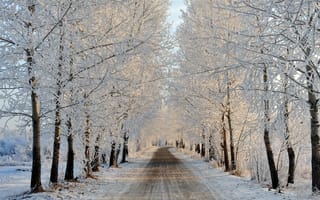 Картинка дорога, деревья, зима, пейзаж