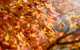 Картинка осень, листья, colorful, maple, leaves, клен, осенние, autumn