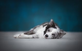 Картинка взгляд, синий, пятнистый, собака, лежит, пол, голубой