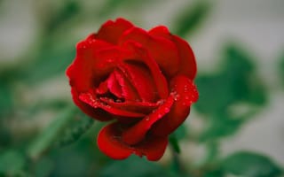 Картинка листья, капли, цветы, капельки, макро, красный, зеленый