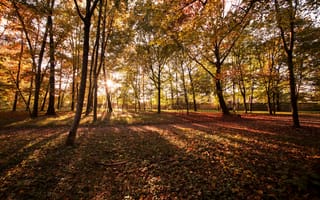 Картинка осень, лес, forest, colorful, landscape, деревья, tree, leaves, листья, autumn, fall, park, парк