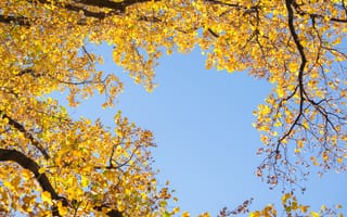 Картинка осень, небо, autumn, leaves, осенние, tree, листья, yellow, деревья