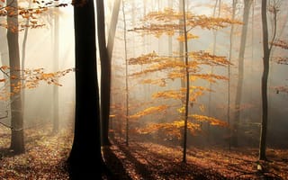 Картинка лес, туман, осень, листья, деревья, лучи