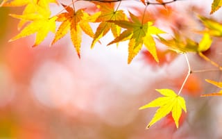 Картинка осень, листья, maple, клен, осенние, leaves, autumn, colorful