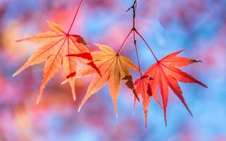 Картинка осень, листья, maple, клен, осенние, colorful, leaves, autumn