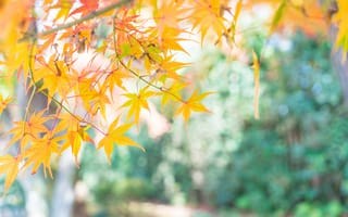 Картинка осень, листья, colorful, leaves, осенние, autumn, maple, клен