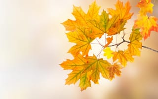 Картинка осень, листья, autumn, leaves, клен, colorful, maple, осенние