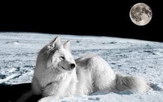 Картинка собака, луна, взгляд, друг