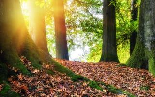 Обои осень, tree, leaves, forest, colorful, fall, парк, autumn, листья, лес, landscape, park, деревья
