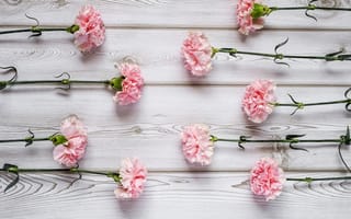 Картинка цветы, розовые, wood, гвоздика, pink, flowers