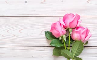 Картинка цветы, розы, fresh, pink, roses, wood, розовые, flowers