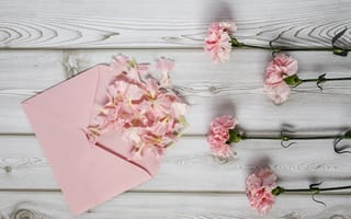 Картинка цветы, лепестки, конверт, гвоздика, pink, wood, flowers, розовые