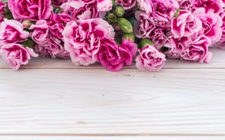 Картинка цветы, розовые, гвоздика, wood, pink, flowers