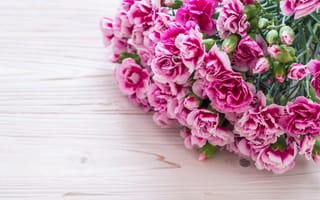 Картинка цветы, розовые, гвоздика, wood, flowers, pink