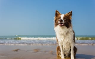 Картинка собака, мокрый, волны, море, пляж, горизонт, белый воротник