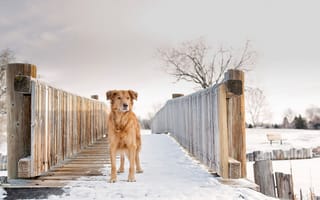 Картинка Silver, рыжая собака, зима, снег, Gold