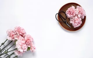 Картинка цветы, розовые, flowers, гвоздика, pink, wood