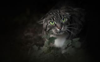 Картинка кошка, мордашка, кот, взгляд, зелёные глаза, злюка