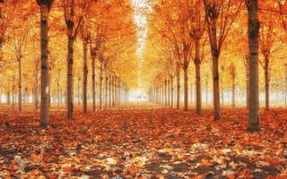 Картинка листопад, аллея в парке, золотая осень
