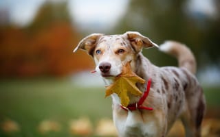Обои осень, портрет, пятнистая, листок, кленовый, взгляд, листва, листья, природа, морда, собака