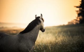 Картинка лошадь, живая природа, поле, солнце, дерево