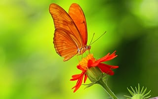 Картинка цветок, насекомое, лепестки, крылья, бабочка, растение