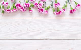 Картинка цветы, розовые, гвоздика, flowers, pink, wood