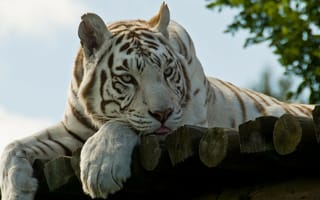 Картинка Тигр, шерсть, язык, природа, взгляд