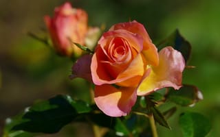 Картинка листья, цветы, розы, сад, бутоны, оранжевый, зеленый, желтый