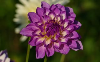 Картинка цветы, лепестки, георгины, сиреневые, сад, зеленый