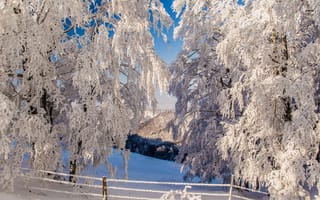 Картинка горы, снег, деревья, склон, зима, забор