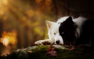 Картинка осень, боке, природа, черно-белая, собака, бордер-колли, свет, лежит, листья
