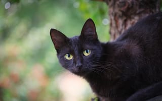 Картинка кошка, кот, черный, взгляд, поза, зеленый, капли