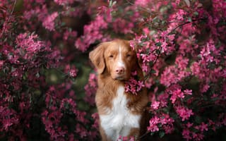 Картинка взгляд, Новошотландский ретривер, собака, дерево, цветки, весна, портрет, ветки, цветение