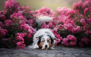 Картинка цветы, собака, розы, розовые кусты, Австралийская овчарка, Аусси