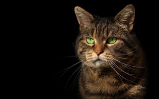 Картинка кот, морда, черный, толстый, полосатый, портрет, котяра, серый