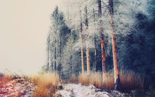 Картинка Россия, иней, Декабрь, Московская область, Антоновка, лес, деревья, зима